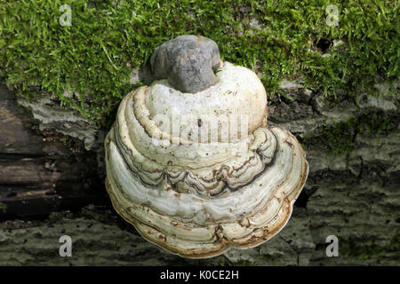 Tinder fungo (Fomes fomentarius) su un vecchio tronco di quercia che stabilisce nella foresta. Foto Stock
