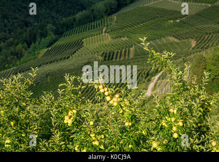 Ammira gli idilliaci vigneti e frutteti del Trentino Alto Adige. Val di non, un vasto frutteto nel cuore del trentino Foto Stock