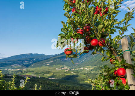Ammira gli idilliaci vigneti e frutteti del Trentino Alto Adige. Val di non, un vasto frutteto nel cuore del trentino Foto Stock