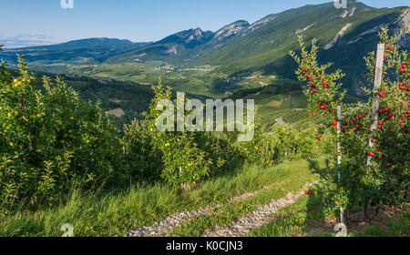 Visualizza in basso l'idilliaco i vigneti e i frutteti del Trentino Alto Adige, Italia. Val di Non, un vasto frutteto nel cuore del Trentino Alto Adige Foto Stock