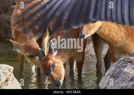 Tre bucks acqua potabile sotto l'ala di un grosso uccello Foto Stock