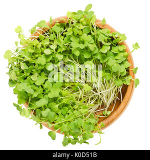 Insalata di rucola i germogli in ciotola di legno. Le foglie e i cotiledoni di Eruca sativa, anche la rucola, rucola o rugula.insalata e microgreen. Foto Stock