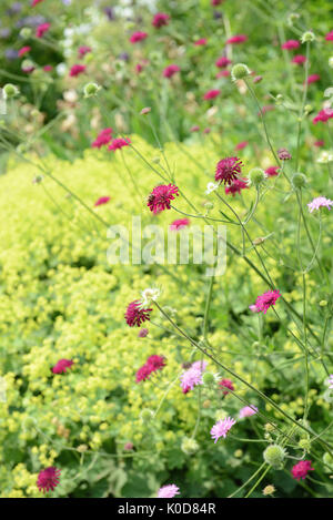 Rosa in fiore knautia macedonica Foto Stock