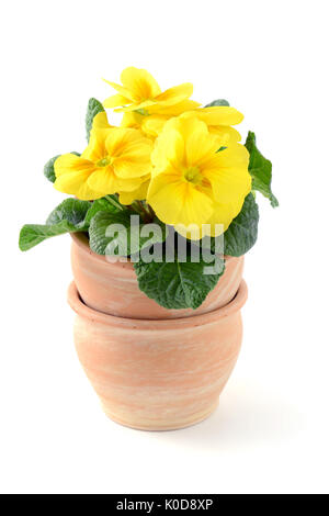 Primula gialla in vaso di fiori in bianco sfondi isolato Foto Stock