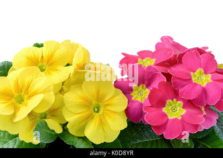 Angolo alto fiew di giallo e punk primule nel vaso di fiori in bianco sfondi isolato copia spazio sulla parte superiore Foto Stock