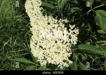 Lâ elderflower nella siepe sulla strada di Canterbury, brabourne fecce, ashford, kent, England, Regno Unito Foto Stock