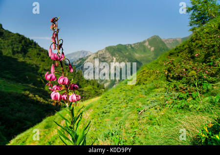 Turk cappuccio del giglio (Valle Soana, il Parco Nazionale del Gran Paradiso, Piemonte, alpi italiane) Foto Stock