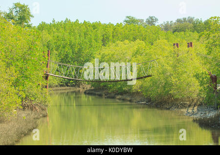 Ponte di corde sopra la foresta di mangrovie, ponte di corde nel Parco Nazionale, Thailandia Foto Stock