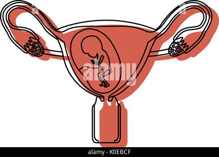 Dipinti ad acquerello silhouette del sistema riproduttivo femminile ovaie con feto la crescita umana nono mese Illustrazione Vettoriale