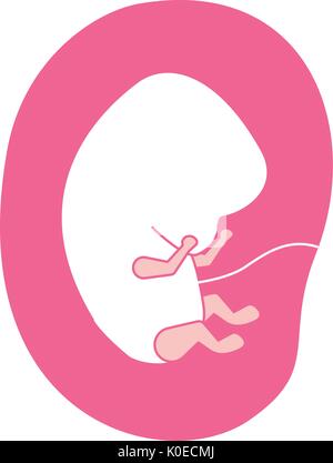 Silhouette di rosa di vista laterale feto embrione umano crescita nella placenta Illustrazione Vettoriale
