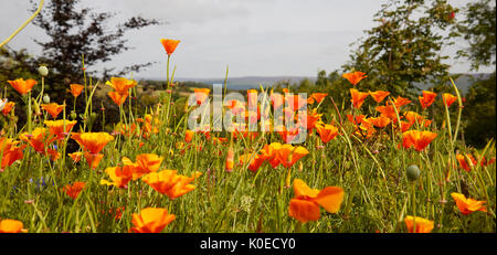 Papavero californiano che cresce in rockery. Nidderdale, North Yorkshire Foto Stock