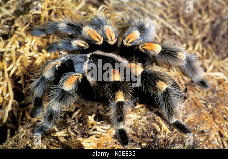Rossa messicana Tarantula del ginocchio, Brachypelma smithi, captive Foto Stock