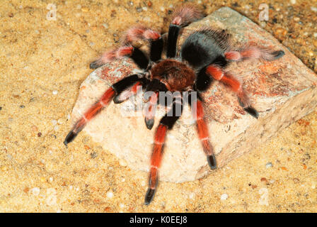 Tarantula Spider, messicano Fire gambe, Brachypelma boehmei, sul pavimento del deserto Foto Stock