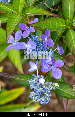 Fiori blu di fine estate lacecap fioritura hydrangea, Hydrangea serrata "Garden House bellezza' Foto Stock