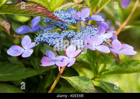 Fiori blu di fine estate lacecap fioritura hydrangea, Hydrangea serrata "Garden House bellezza' Foto Stock