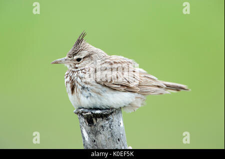 Crested Lark, Galerida cristata, Lesbo, Grecia, appollaiato sul palo da recinzione, seduti, in appoggio , lesbo Foto Stock