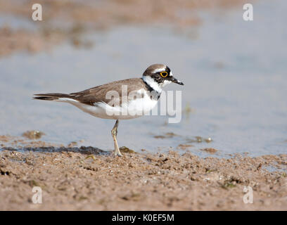 Poco inanellato Plover, Charadrius dubius, Lesbo Island, Grecia passaggio & migranti visitatore estivo, wading in fango al bordo delle acque, wader , lesbo Foto Stock