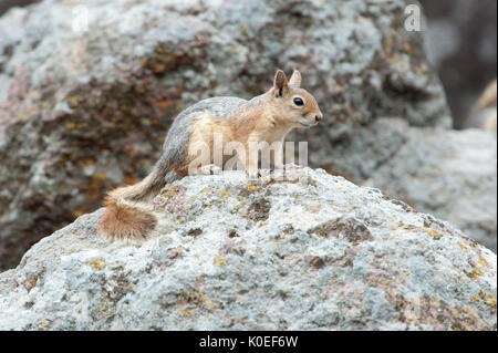 Scoiattolo persiano, Sciunus anomalus, Lesbo Island, Grecia, endemica, Lista Rossa IUCN delle specie minacciate , lesbo Foto Stock