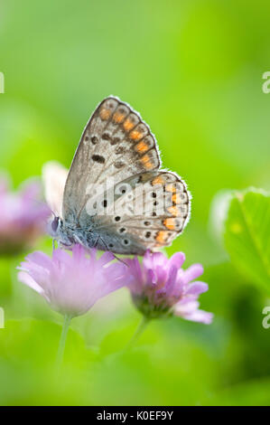 Idas Blue Butterfly, Plebejus idas, alimentando il fiore viola Lesbo Island, Grecia , lesbo Foto Stock