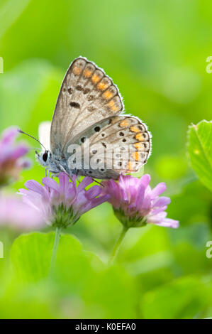 Idas Blue Butterfly, Plebejus idas, alimentando il fiore viola Lesbo Island, Grecia , lesbo Foto Stock