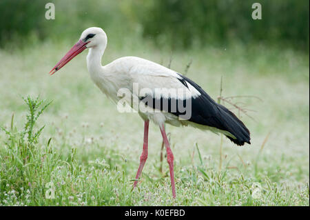 Cicogna bianca, Ciconia ciconia, Lesbo Island, Grecia, visitatore estivo, Kalloni Saline , lesbo Foto Stock