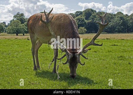 Maschio dei cervi rossi Foto Stock