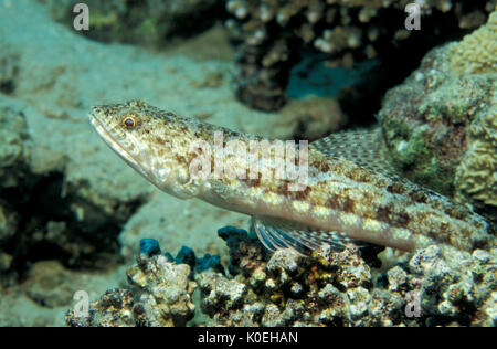 Comune, Lizardfish Synodus variegatus, Mar Rosso di Sharm el-Sheikh, mimetizzata sulla barriera corallina, Foto Stock