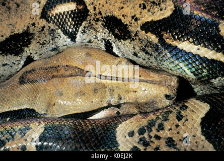 Comune di serpente Boa, Boa constrictor, Sud America, captive, situazione controllata Foto Stock