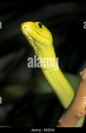 Verde serpente Mamba, Dendroaspis agusticeps, Africa orientale mamba verde, comune mamba, East African green mamba, mamba verde o bianco a bocca di lupo mamba, l Foto Stock