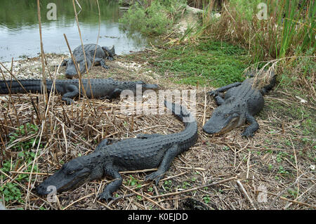 American Alligator Alligator mississippiensis,adulti in appoggio sul bordo della banca, Everglades National Park, predator Foto Stock