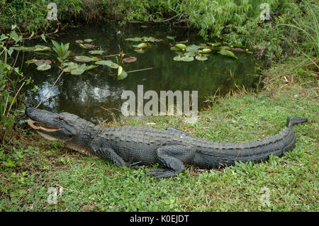 American Alligator Alligator mississippiensis,adulto in appoggio sul banco mediante acqua, Everglades National Park, predator Foto Stock