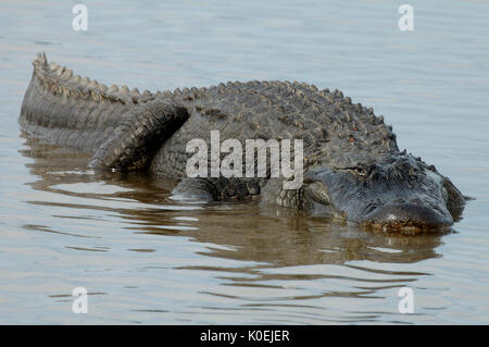American Alligator Alligator mississippiensis, adulti in appoggio in acque poco profonde, Everglades National Park, predator Foto Stock