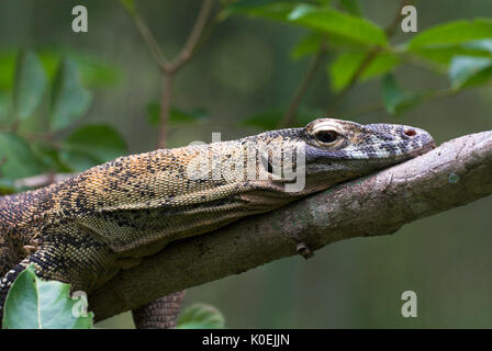 Drago di Komodo, Varanus komodensis, grande monitor lizard, endemico isola, giungla tropicale, in appoggio sul ramo, ritratto, captive Foto Stock