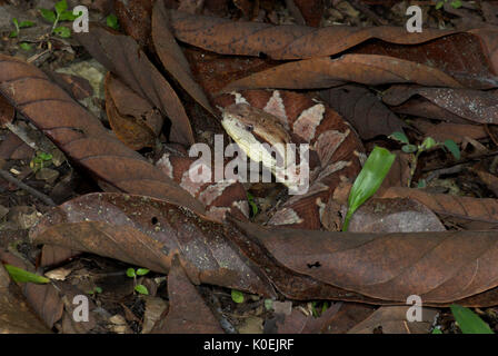 Jumping Pitviper Snake, Atropoides mexicanus, America Centrale ,jumping tommygoff, principalmente notturno, ma a volte si crogiola nel sole, in leaflitter, coda u Foto Stock