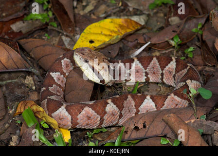 Jumping Pitviper Snake, Atropoides mexicanus, America Centrale ,jumping tommygoff, principalmente notturno, ma a volte si crogiola nel sole, in leaflitter, coda u Foto Stock