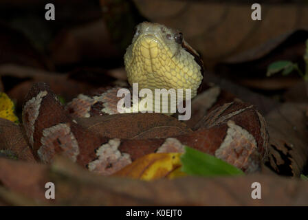 Jumping Pitviper Snake, Atropoides mexicanus, America Centrale ,jumping tommygoff, principalmente notturno, ma a volte si crogiola nel sole, in leaflitter, coda u Foto Stock