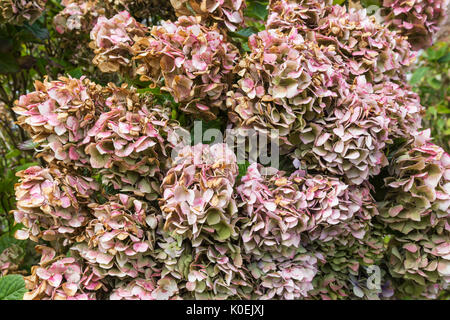 Morendo Mophead ortensie (Hydrangea macrophylla) vicino a fine estate nel West Sussex, in Inghilterra, Regno Unito. Dead ortensie. Foto Stock