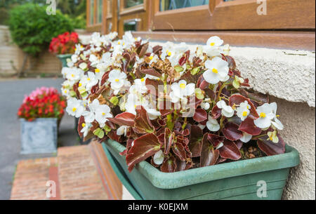 Begonia semperflorens pianta (Cera Begonia) biancheria varietà fioritura in una fioriera a metà estate nel Regno Unito. White Begonia semperflorens pianta. Foto Stock