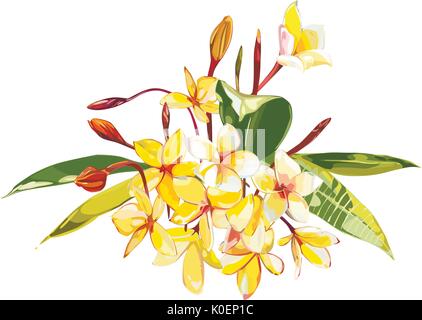 Illustrazione con realistica acquerello Plumeria fiori. Bel bouquet con piante tropicali su sfondo bianco. EPS 10 Illustrazione Vettoriale