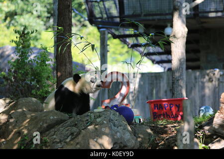 Washington, Stati Uniti d'America. Il 22 agosto, 2017. Panda gigante Beibei è visto accanto la sua torta di compleanno durante una celebrazione presso lo Smithsonian's lo Zoo Nazionale di Washington, DC, Stati Uniti, 22 Agosto, 2017. Lo zoo di martedì ha tenuto una celebrazione per il panda gigante Beibei due-anno-vecchio compleanno, che ha attratto molti visitatori. Credito: Yang Chenglin/Xinhua/Alamy Live News Foto Stock