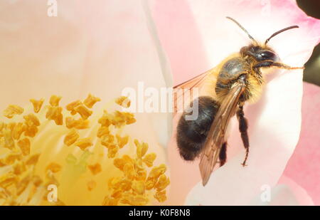 Honeybee europea (Apis mellifera) al centro di una camelia fiore in un giardino Inglese a metà primavera Foto Stock