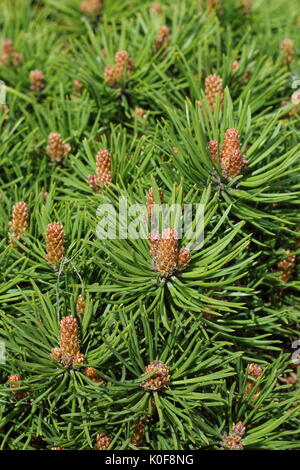 Mountain pine (Pinus uncinata) var 'Gluss', un sempreverde Pino mugo, piantate per ornamento su un giardino inglese Foto Stock