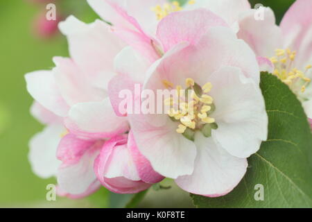 Rosa e crema fiori di Bramley's piantine melo (malus domestica) in un giardino inglese in primavera (aprile), Regno Unito Foto Stock