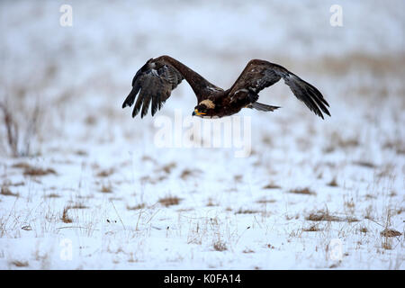 Steppa eagle (Aquila nipalensis), adulto in snow, volare, in inverno, Zdarske vrchy, Bohemian-Moravian Highlands, Repubblica Ceca Foto Stock