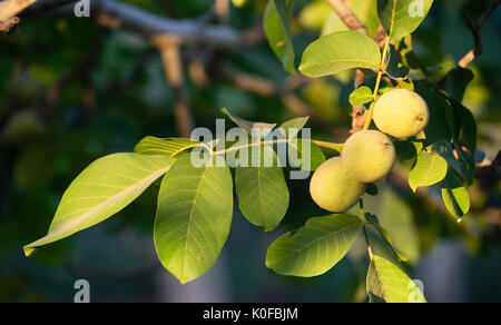 Disco limes crescere sul ramo della struttura Orchard Foto Stock