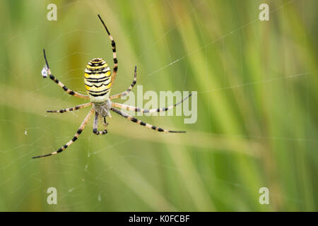 Argiope wasp spider Foto Stock