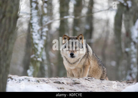 Lupo grigio in inverno Foto Stock