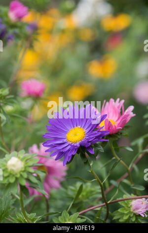 Callistephus chinensis. Aster gigante andrella singolo mazzo di fiori in un giardino inglese confine Foto Stock