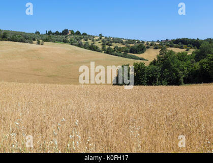 Campo di grano in Toscana Foto Stock