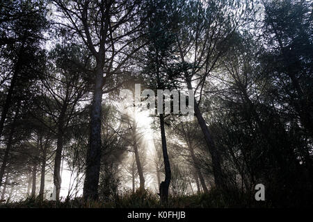 Potenti raggi del sole attraverso il taglio degli alberi nella nebbia Foto Stock